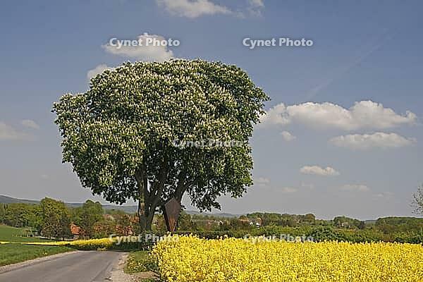 Chestnut with rapeseed field in Bad Iburg-Glane, Osnabrücker Land, Lower Saxony [IBR124585418]