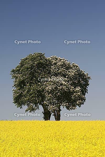 Horse chestnut (Aesculus hippocastanum) with rape field in May, here in Bad Iburg, Osnabrücker Land, Lower Saxony [IBR124585419]