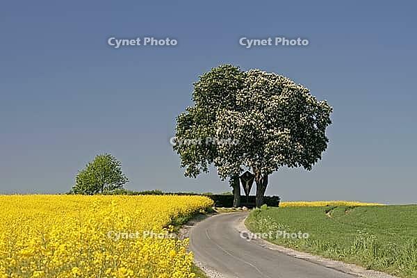 Off the big roads in the Osnabrück region, it passes rapeseed fields and blooming chestnut trees in spring, as here in Bad Iburg, Lower Saxony [IBR124585420]