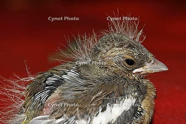 Chaffinch (young bird), Fringilla coelebs - Chaffinch [IBR124585421]