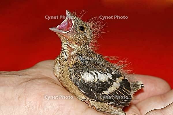 Chaffinch (young bird), Fringilla coelebs - Chaffinch [IBR124585422]