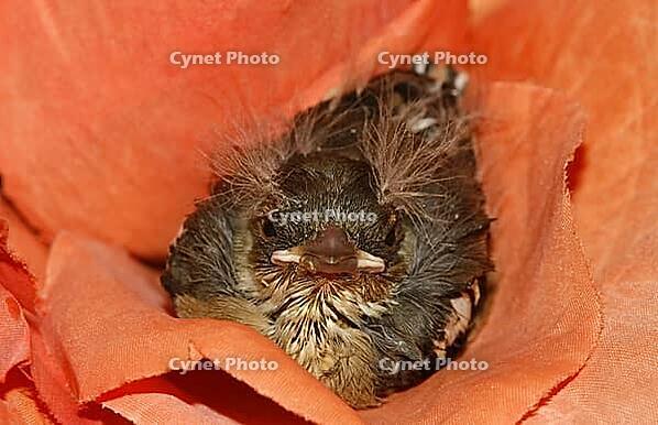 Chaffinch (young bird), Fringilla coelebs - Chaffinch [IBR124585423]