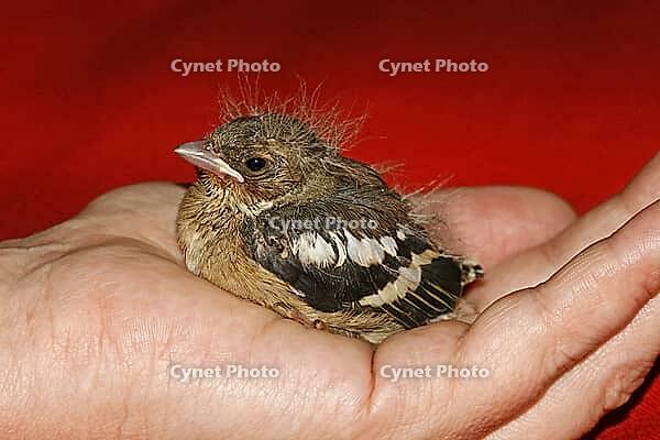 Chaffinch (young bird), Fringilla coelebs - Chaffinch [IBR124585425]