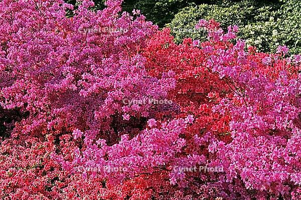 Rhododendron, Japanese azalea [IBR124585426]