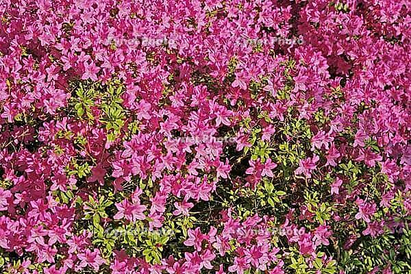 Rhododendron, Japanese azalea [IBR124585427]