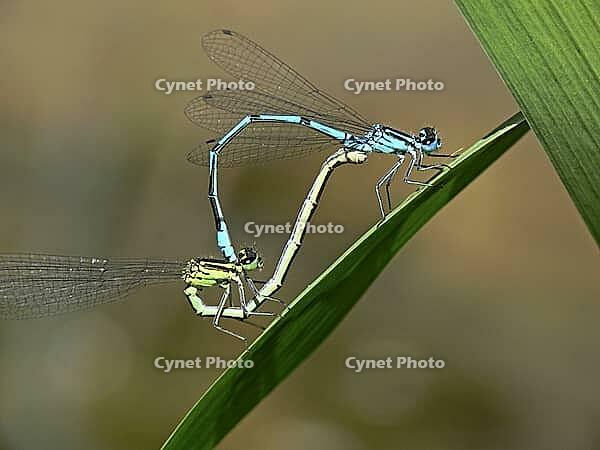 Coenagrion puella, horseshoe azuremaid [IBR113148468]