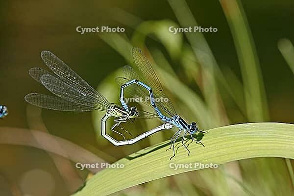 Coenagrion puella, horseshoe azuremaid [IBR113148469]