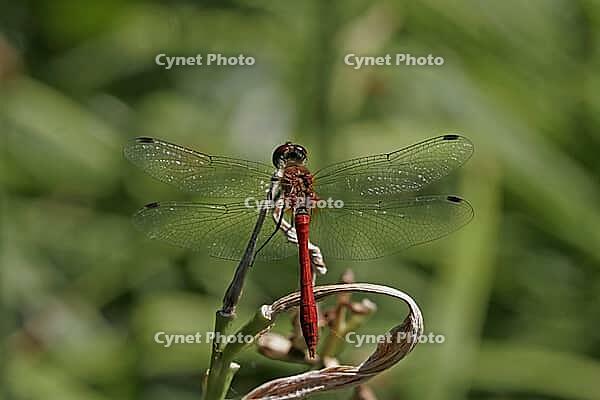 Sympetrum sanguineum, Blood-red bluebell, Libellulidae [IBR113148471]