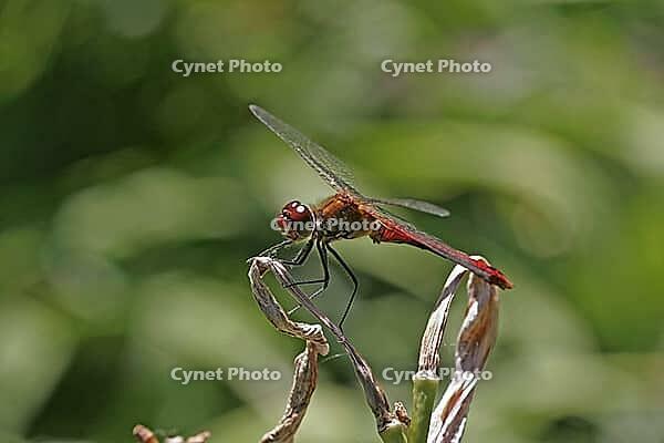 Sympetrum sanguineum, Blood-red bluebell, Libellulidae [IBR113148472]