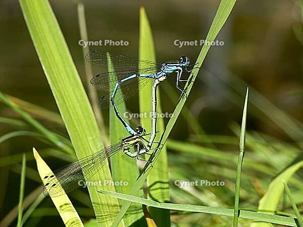 Coenagrion puella, horseshoe azuremaid [IBR113148473]