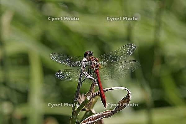 Sympetrum sanguineum, Blood-red bluebell, Libellulidae [IBR113148474]