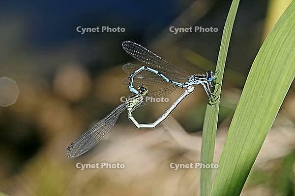 Coenagrion puella, horseshoe azuremaid [IBR113148475]