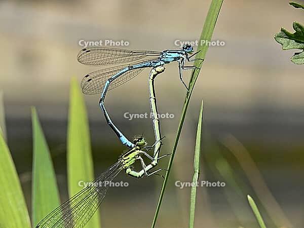 Coenagrion puella, horseshoe azuremaid [IBR113148477]