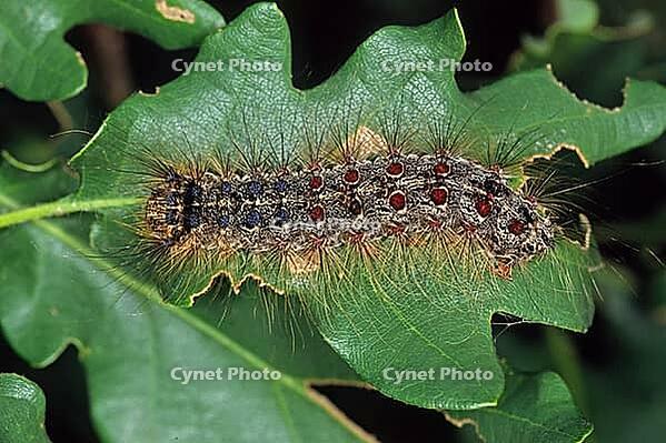 Lymantria dispar, sponge spinner, caterpillar [IBR113148478]