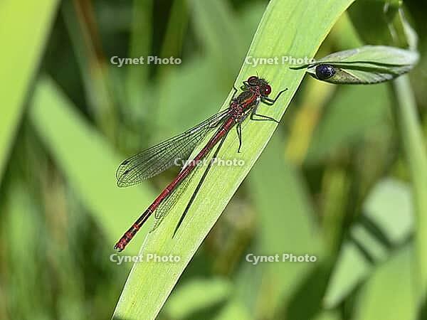 Pyrrhosoma nymphula, early Adonis dragonfly [IBR113148479]