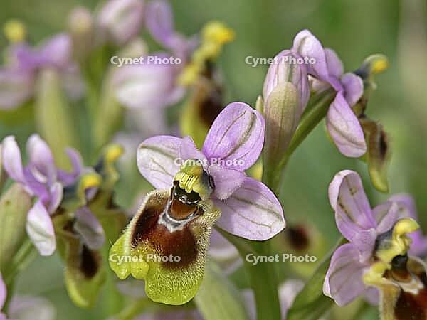 Ophrys tenthredinifera, wasp ragwort [IBR113148480]