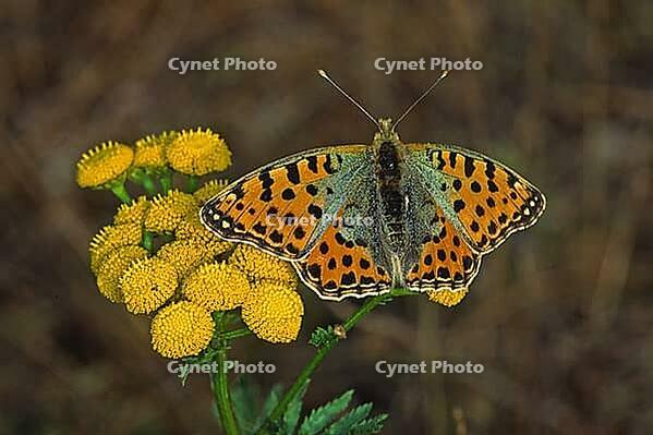 Issoria lathonia, small mother-of-pearl butterfly [IBR113148482]