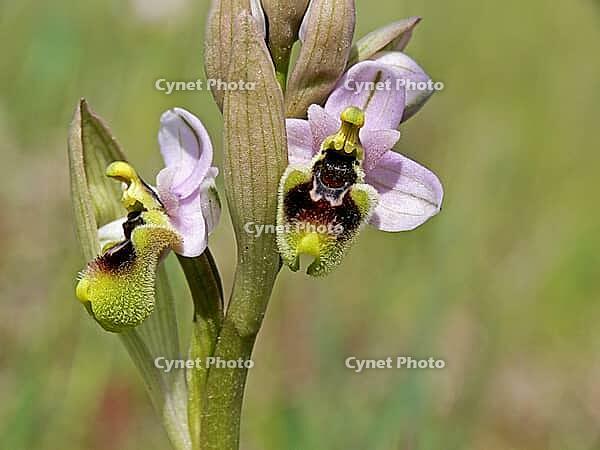 Ophrys tenthredinifera, wasp ragwort [IBR113148483]