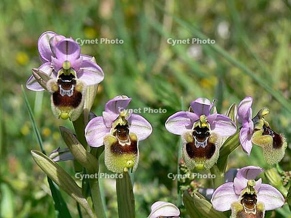 Ophrys tenthredinifera, wasp ragwort [IBR113148484]