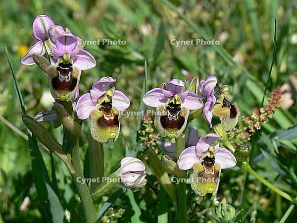 Ophrys tenthredinifera, wasp ragwort [IBR113148485]
