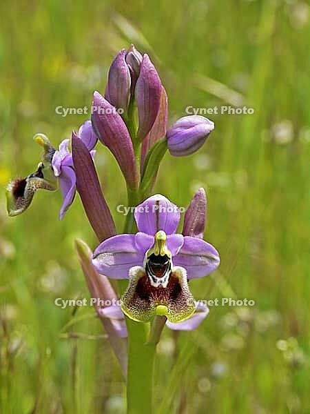 Ophrys tenthredinifera, wasp ragwort [IBR113148486]