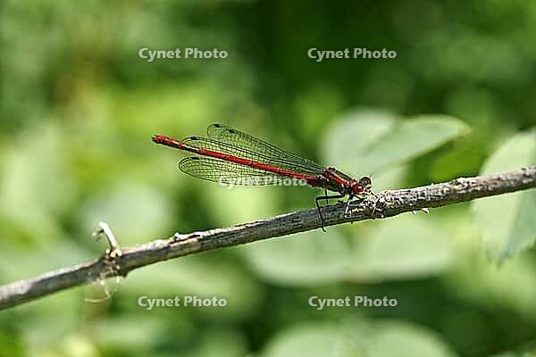 Pyrrhosoma nymphula, early Adonis dragonfly [IBR113148488]