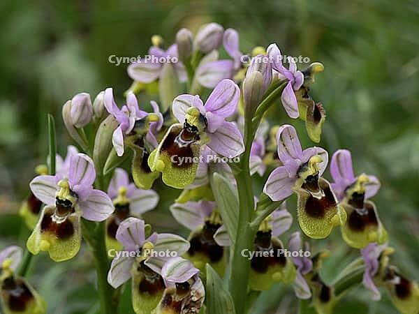 Ophrys tenthredinifera, wasp ragwort [IBR113148489]