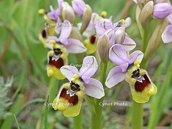 Ophrys tenthredinifera, wasp ragwort [IBR113148490]