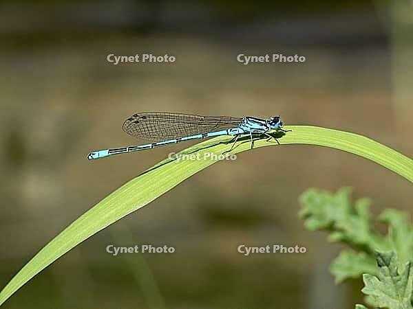 Coenagrion puella, horseshoe azuremaid [IBR113148491]