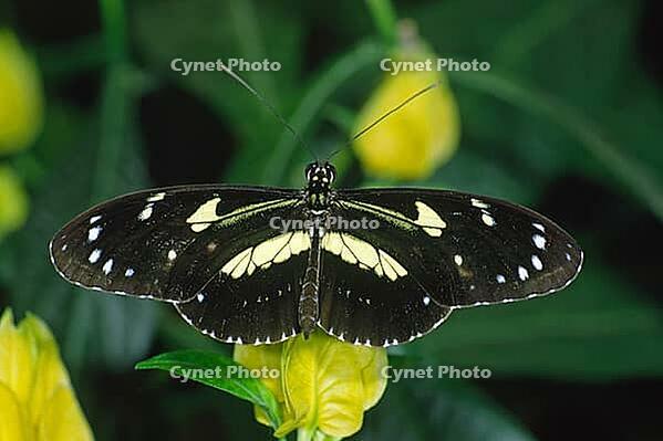 Heliconius atthis, butterfly [IBR113148492]