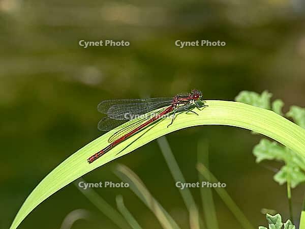 Pyrrhosoma nymphula, early Adonis dragonfly [IBR113148493]