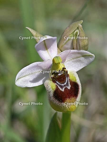 Ophrys tenthredinifera, wasp ragwort [IBR113148494]