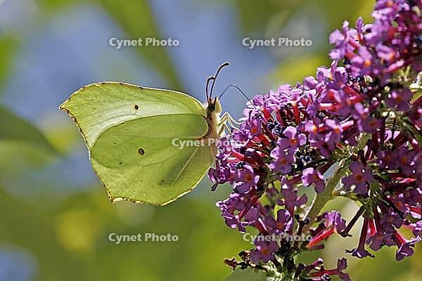 Gonepteryx rhamni, lemon butterfly, female [IBR113148495]