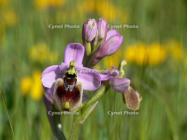 Ophrys tenthredinifera, wasp ragwort [IBR113148497]