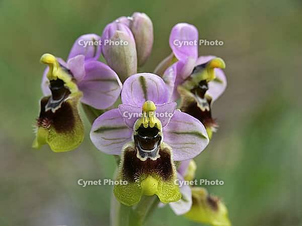 Ophrys tenthredinifera, wasp ragwort [IBR113148498]