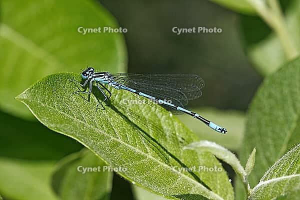 Coenagrion puella, horseshoe azuremaid [IBR113148500]