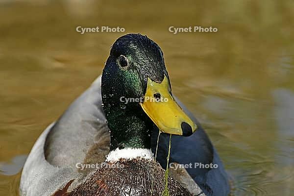 Mallard, Anas platyrhnchos (male) [IBR113148502]
