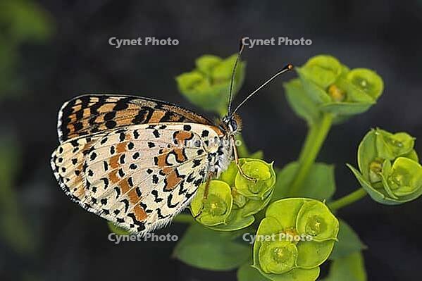 Melitaea didyma, red butterflies [IBR113148503]