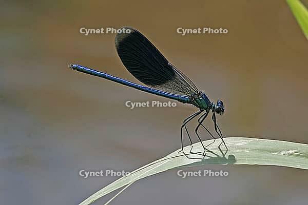 Calopteryx splendens, banded dragonfly, male, dragonflies, Calopterygidae [IBR113148504]