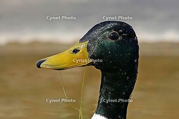 Mallard, Anas platyrhnchos (male) [IBR113148505]