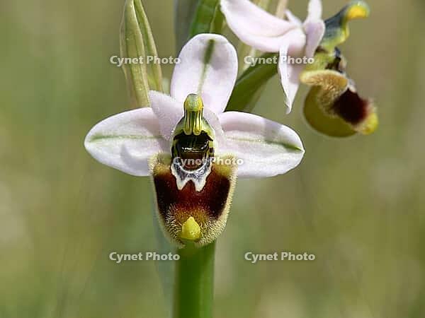 Ophrys tenthredinifera, wasp ragwort [IBR113148506]