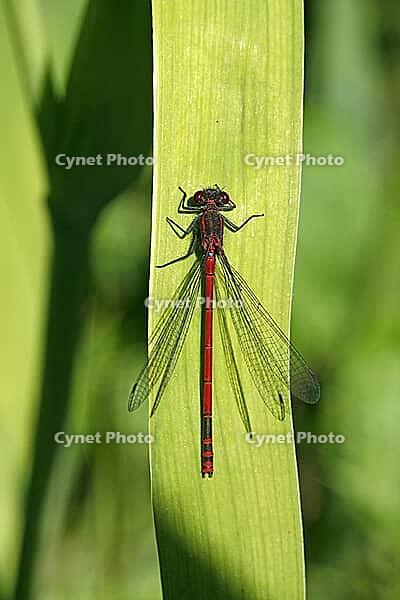 Pyrrhosoma nymphula, early Adonis dragonfly [IBR113148507]