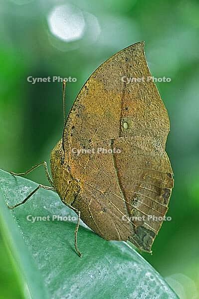 Kallima inachus, Indian leaf [IBR113148508]
