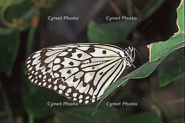 Idea leuconoe, white tree nymph [IBR113148510]