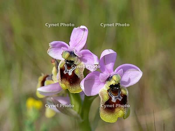 Ophrys tenthredinifera, wasp ragwort [IBR113148511]