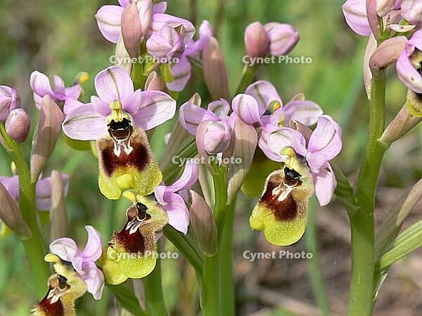 Ophrys tenthredinifera, wasp ragwort [IBR113148514]