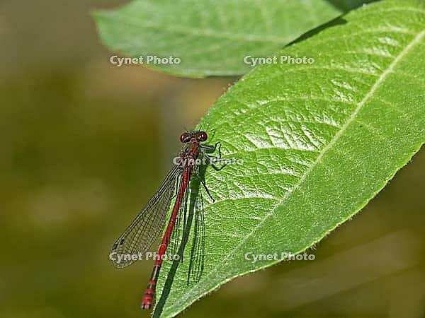 Pyrrhosoma nymphula, early Adonis dragonfly [IBR113148515]