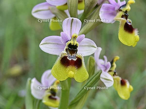 Ophrys tenthredinifera, wasp ragwort [IBR113148516]