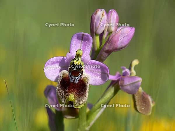 Ophrys tenthredinifera, wasp ragwort [IBR113148517]