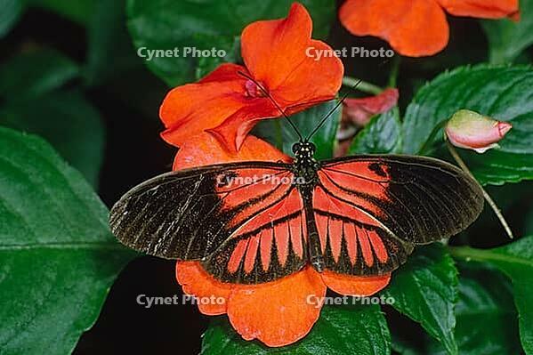 Heliconius melpomone, butterfly [IBR113148518]